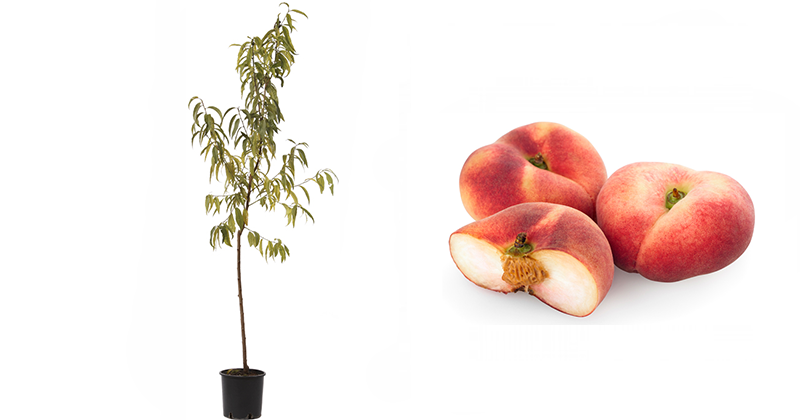 acquista-online-vendita-online-pianta-di-pesco-saturnia-piante-di